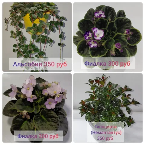 Продажа комнатных цветов - Ручная работа в Шелехов