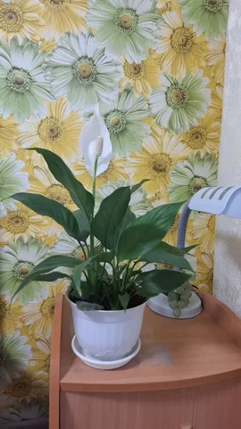 Отличный подарок на 8 Марта - Декор в Шелехов