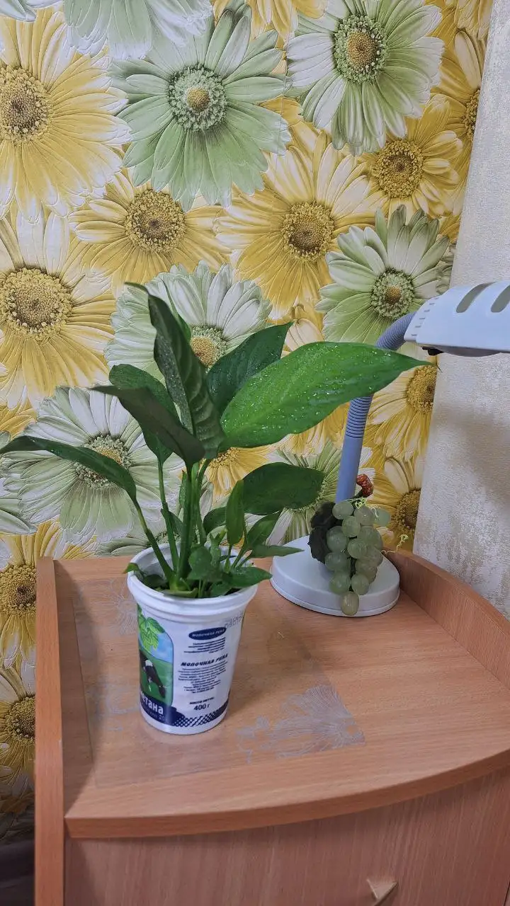 Продам цветок женское счастье - Растения (Барахолка) в Шелехов