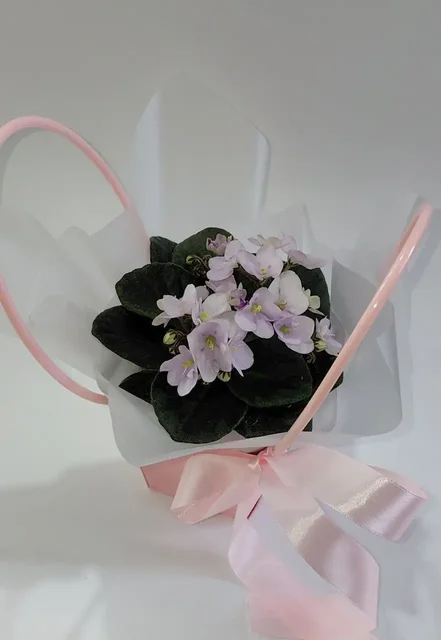 Продажа комнатных растений - Растения/Цветы в Шелехов