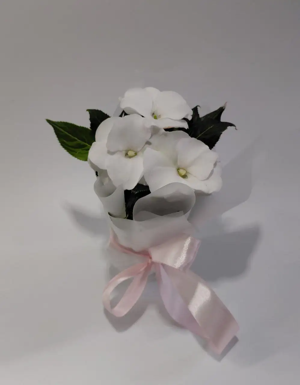 Продажа комнатных растений - Комнатные растения (Хобби и отдых) в Шелехов