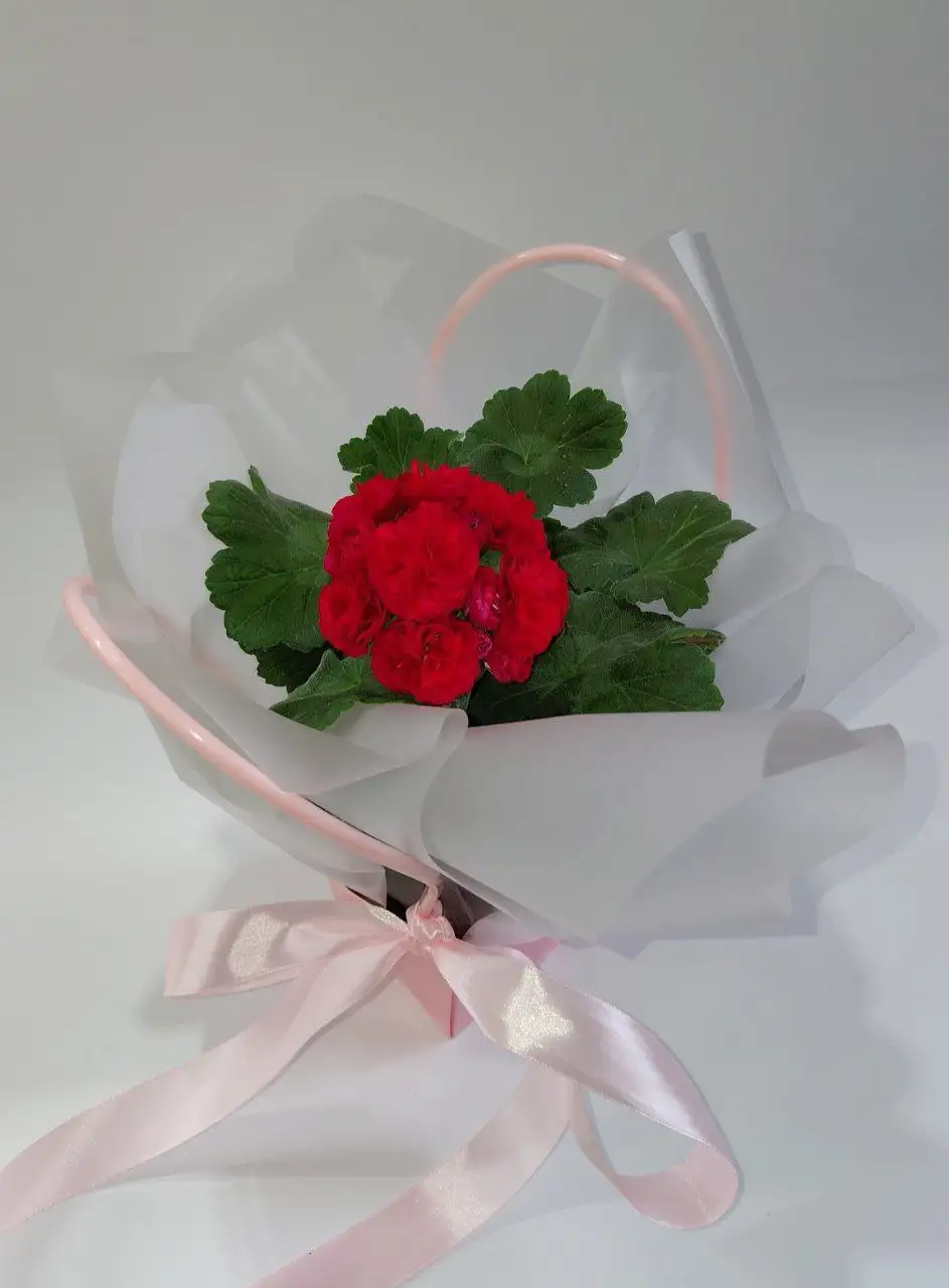 Продажа комнатных растений - Комнатные растения (Хобби и отдых) в Шелехов