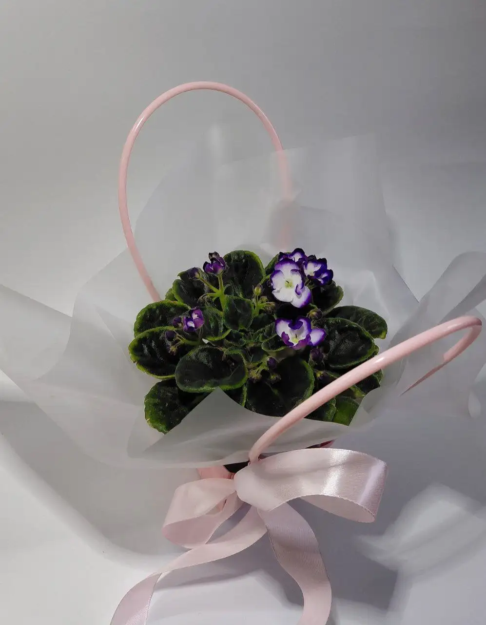 Продажа комнатных растений - Комнатные растения (Хобби и отдых) в Шелехов