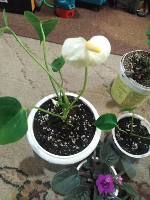 Продажа антуриумов, фиалок и герани - частное объявление в Шелехов