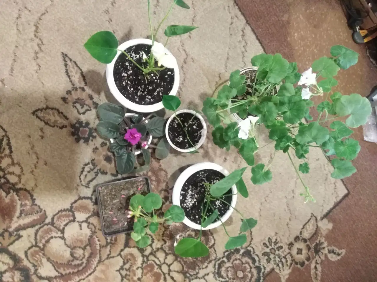 Продажа антуриумов, фиалок и герани - Растения (Хобби и отдых) в Шелехов