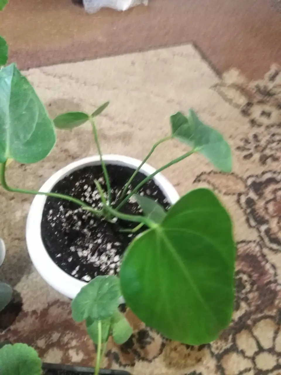 Продажа антуриумов, фиалок и герани - Растения (Хобби и отдых) в Шелехов