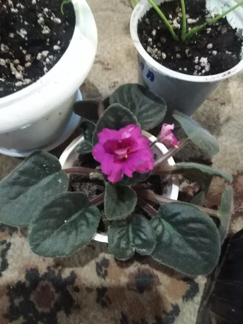 Продажа антуриумов, фиалок и герани - Растения (Хобби и отдых) в Шелехов