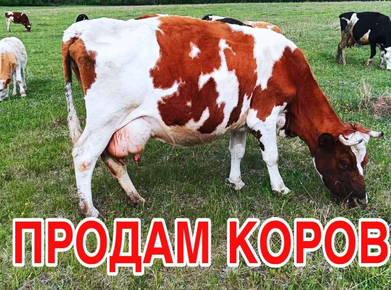 Продам 10 голов коров - Скот (Животные) в Шелехов