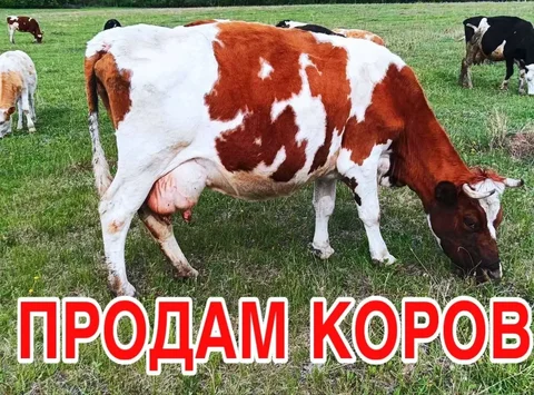 Продам 10 голов коров - Скот в Шелехов