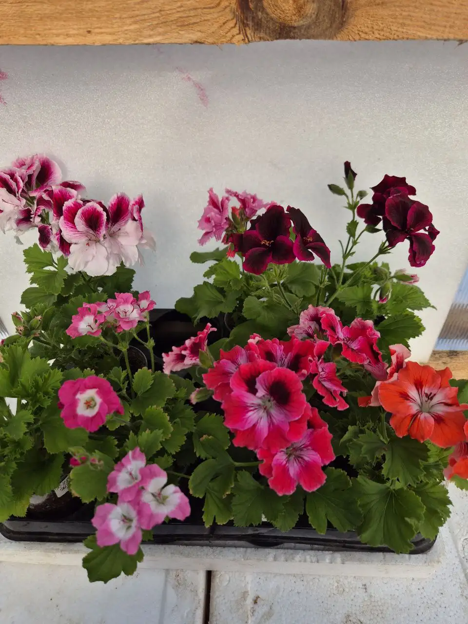 Продам королевскую пеларгонию - Растения (Хобби и отдых) в Баклаши