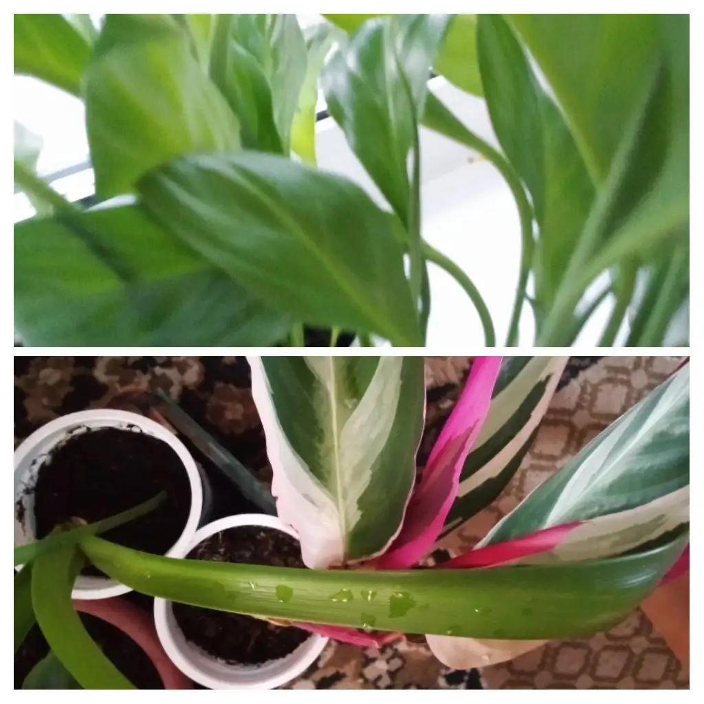 Комнатные цветы в подарок - Растения (Хобби и отдых) в Шелехов