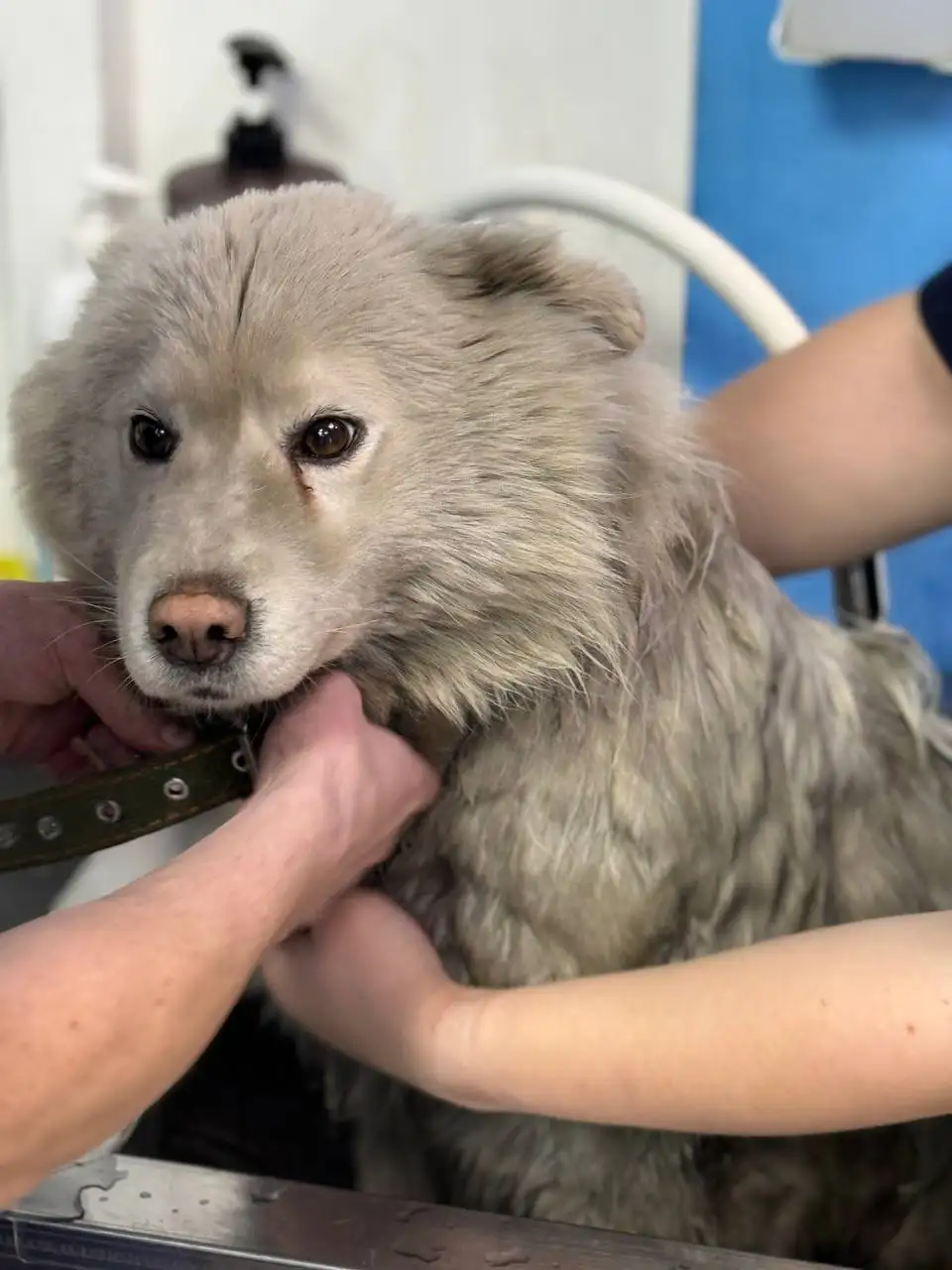 Самоед Снежа ищет дом - Собаки (Животные) в Баклаши