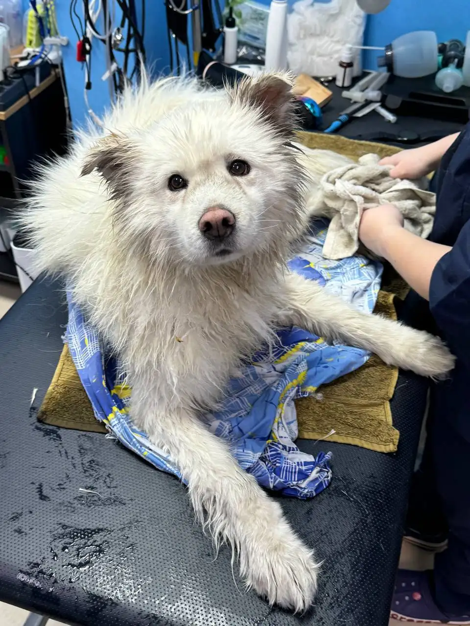 Самоед Снежа ищет дом - Собаки (Животные) в Баклаши