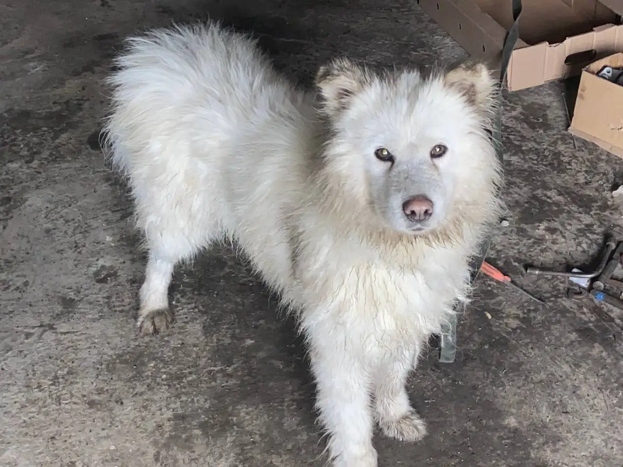 Самоед Снежа ищет дом - Собаки (Животные) в Баклаши
