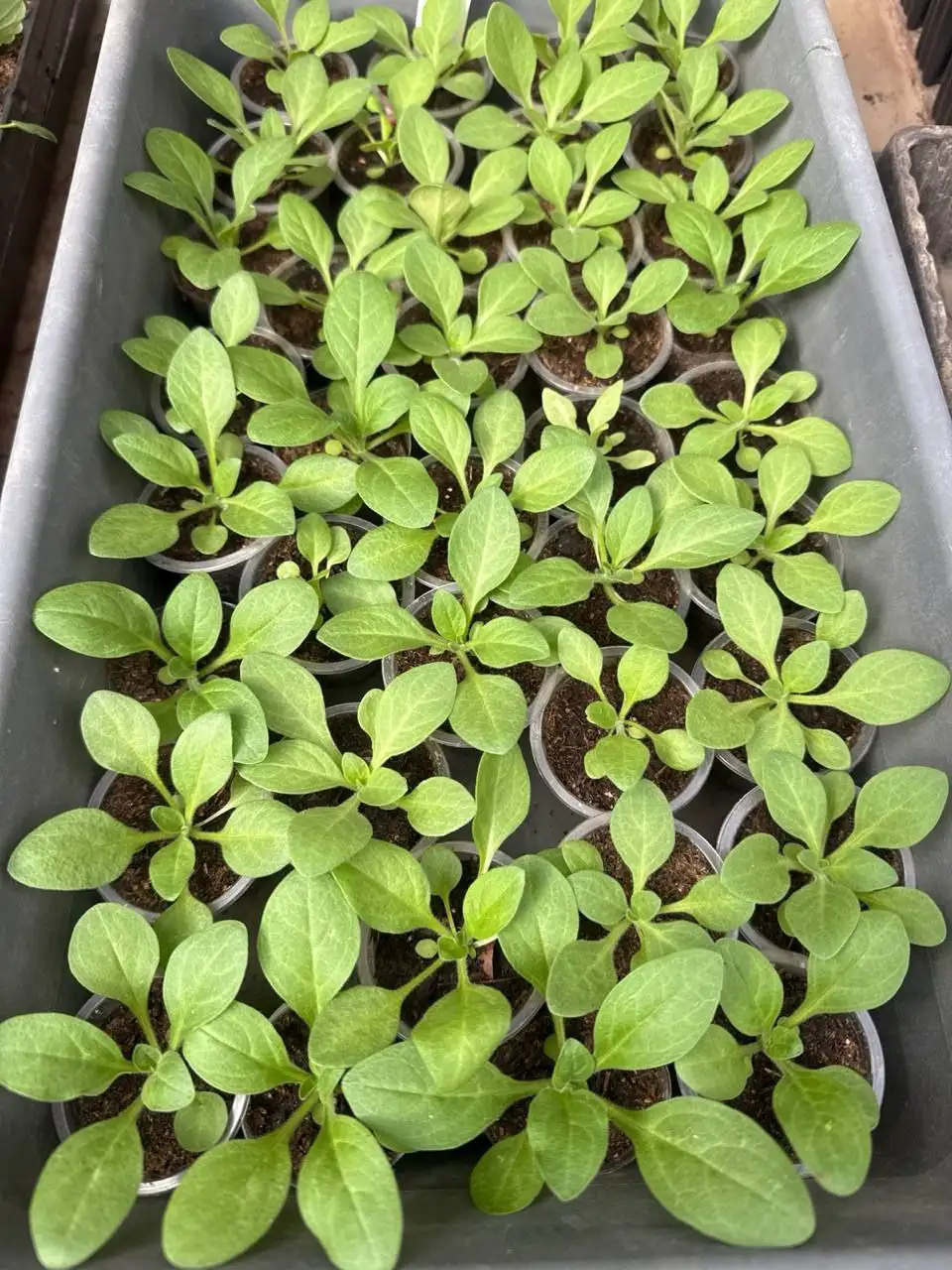 Продажа кустовой петунии Из Ридер микс на доращивание - Растения (Хобби и отдых) в Баклаши