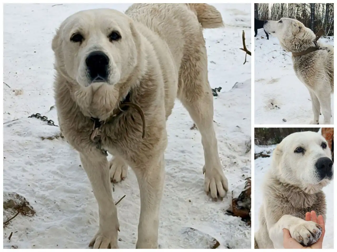 Потерялась собака по кличке Герда - Собаки (Животные) в Баклаши