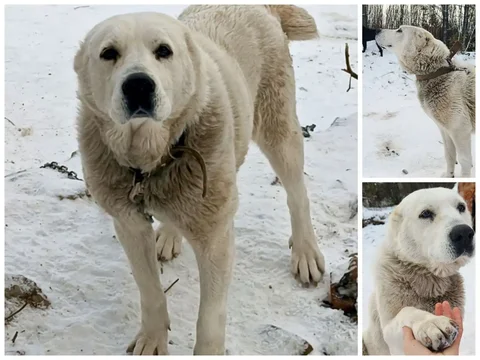 Потерялась собака по кличке Герда - Птицы в Баклаши