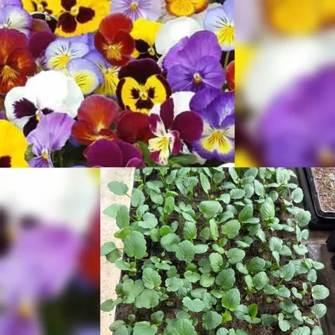 Продажа Анюток крупноцветковых на доращивание - Садоводство в Шелехов