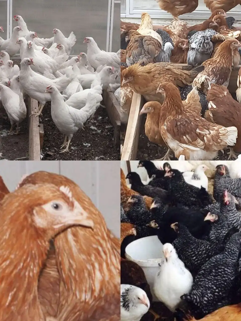 Продажа кур молодок яичных кроссов - Птицы (Животные) в Шелехов