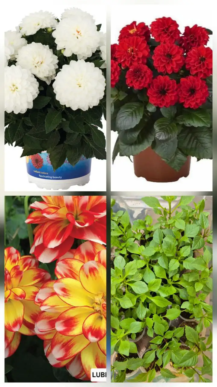 Продажа укорененных черенков вегетативных георгин патио - Растения (Хобби и отдых) в Баклаши