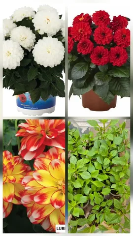 Продажа укорененных черенков вегетативных георгин патио - частное объявление в Баклаши