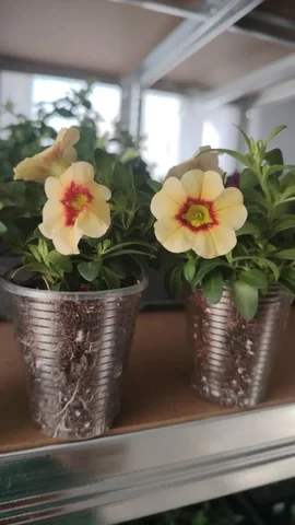 Продажа Калибрахоа объемом 0.1 - частное объявление в Баклаши