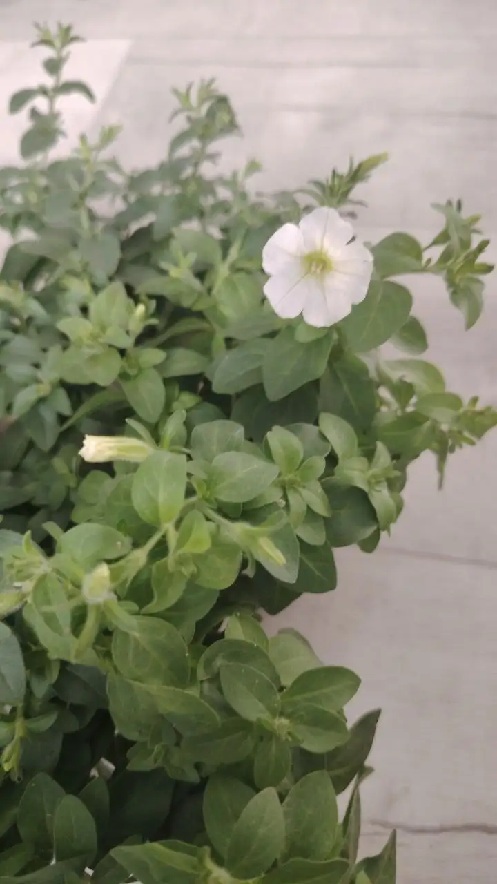 Вегетативная петуния - Растения (Хобби и отдых) в Баклаши