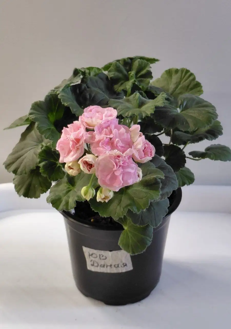 Пеларгония ЮВ Даная взрослое растение - Растения (Хобби и отдых) в Шелехов