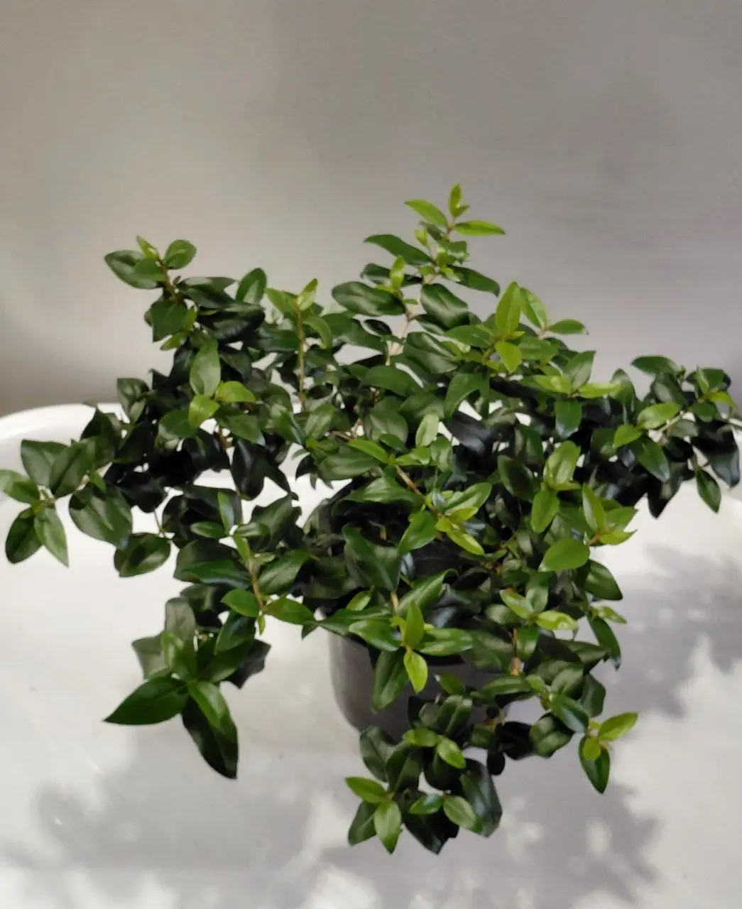 Мирт в Шелехове - Растения (Хобби и отдых) в Шелехов