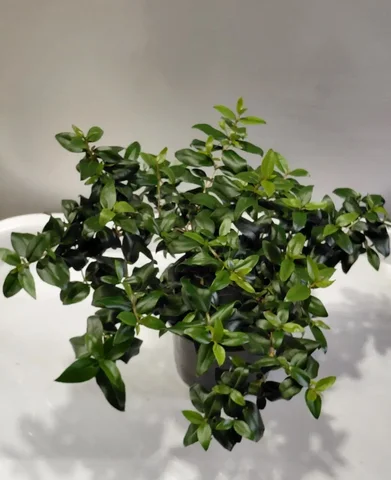 Мирт в Шелехове - Хобби и отдых в Шелехов