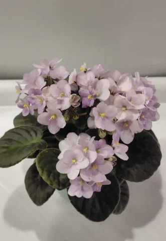 Фиалка - Хобби и отдых в Шелехов