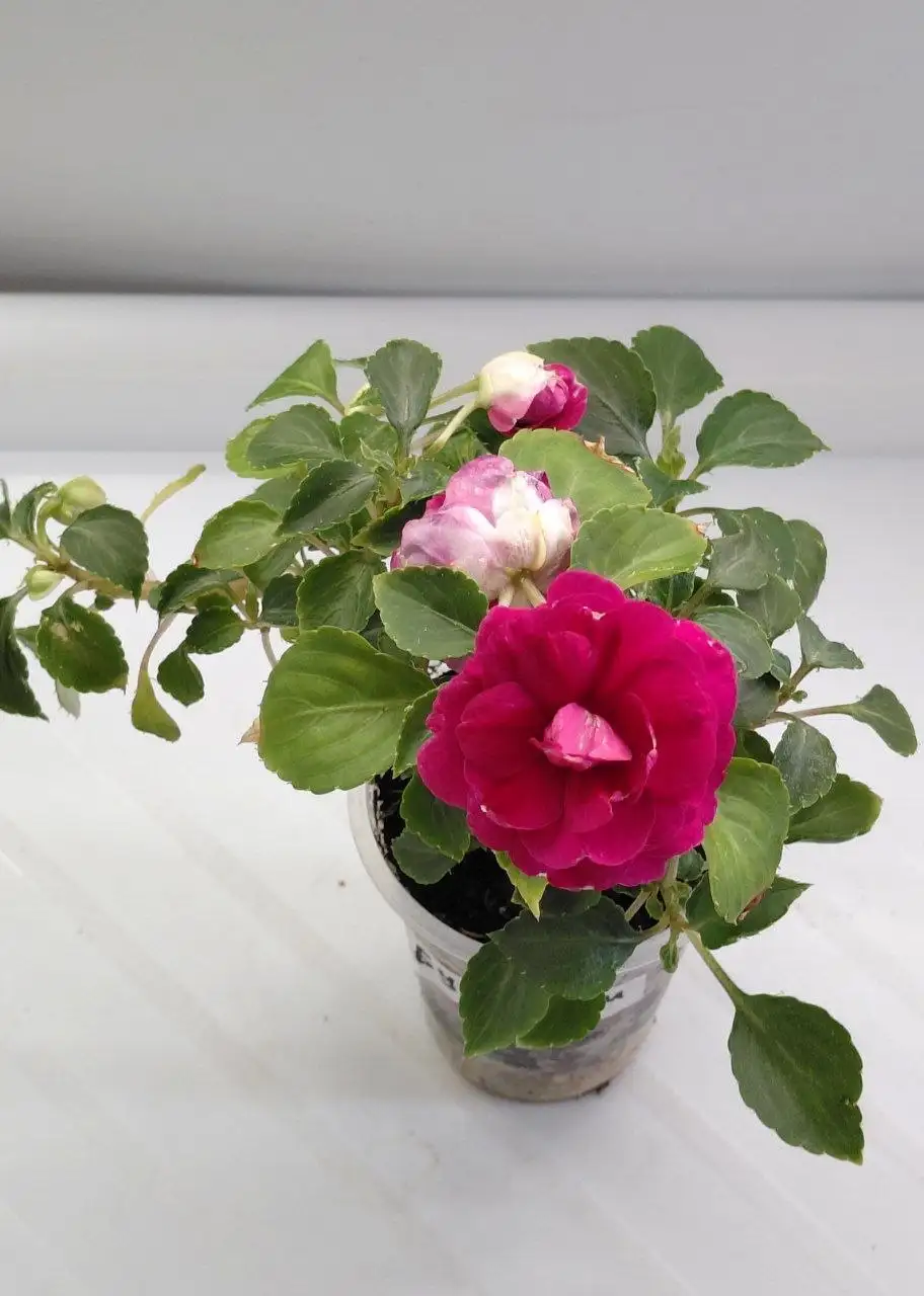 Продажа бальзамина Бургунди - Барахолка в Шелехов