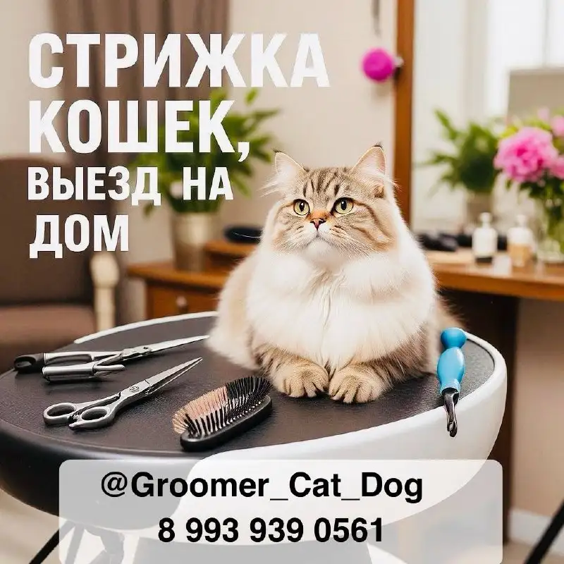 Стрижка и экспресс-линька для котов - Уход за животными (Услуги) в Шелехов