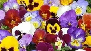 Продажа рассады цветов на доращивание - Растения и садоводство (Хобби и отдых) в Шелехов