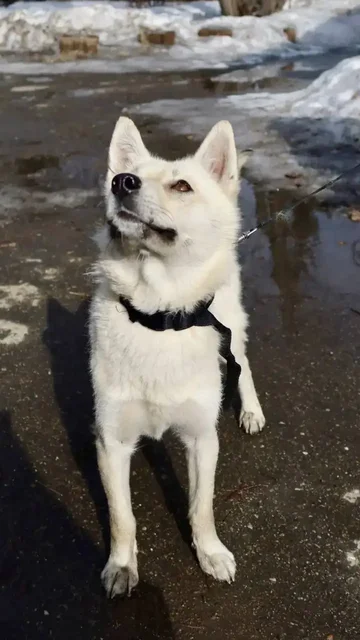 Щенок Умка ищет дом - Птица в Шелехов