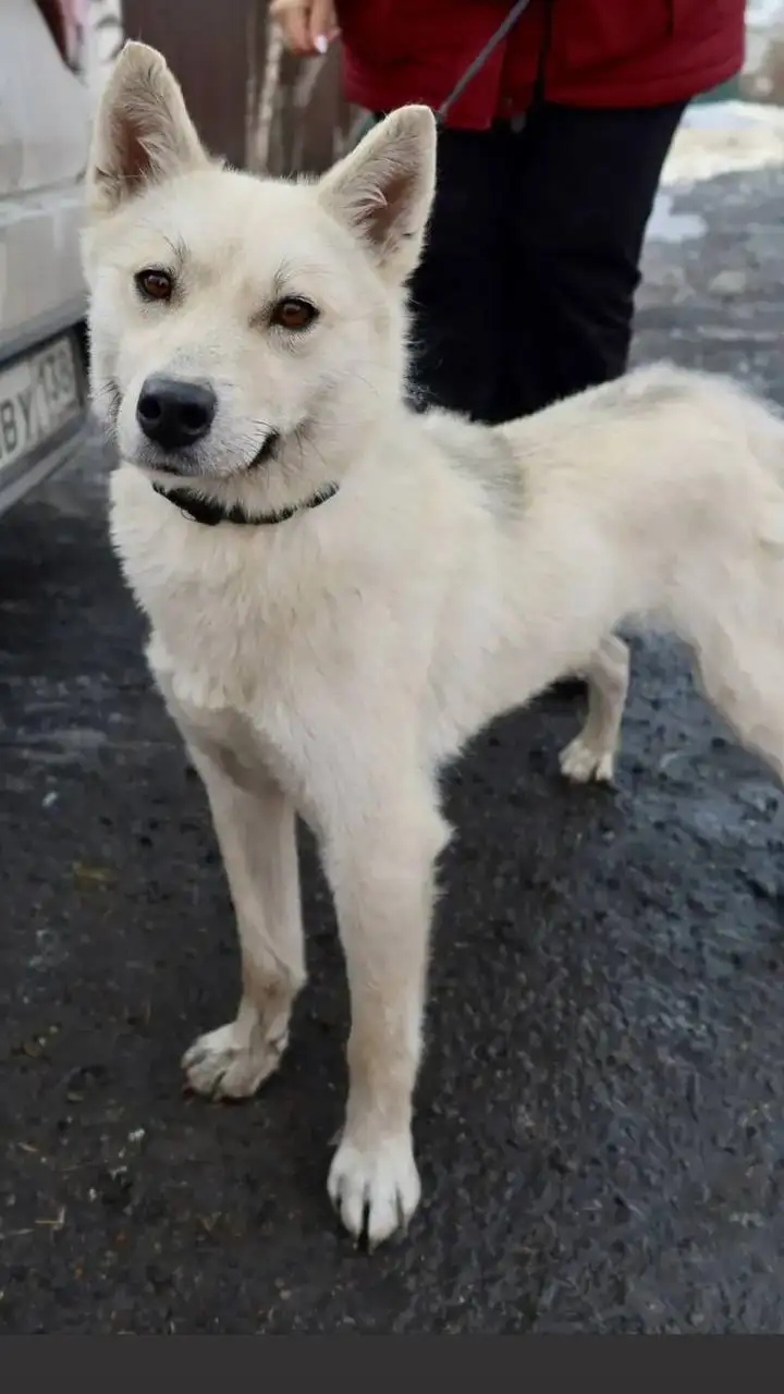 Щенок Умка ищет дом - Собаки (Животные) в Шелехов