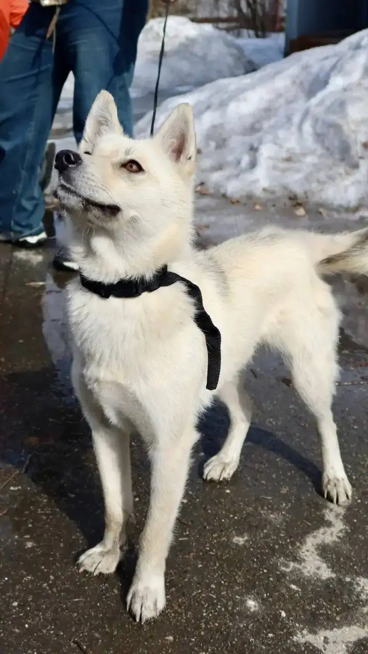 Щенок Умка ищет дом - Собаки (Животные) в Шелехов