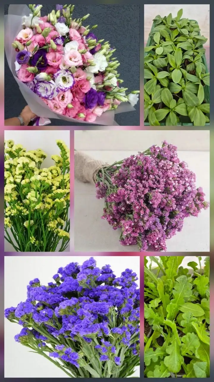 Продажа рассады эустомы и статицы - Садоводство (Хобби и отдых) в Шелехов