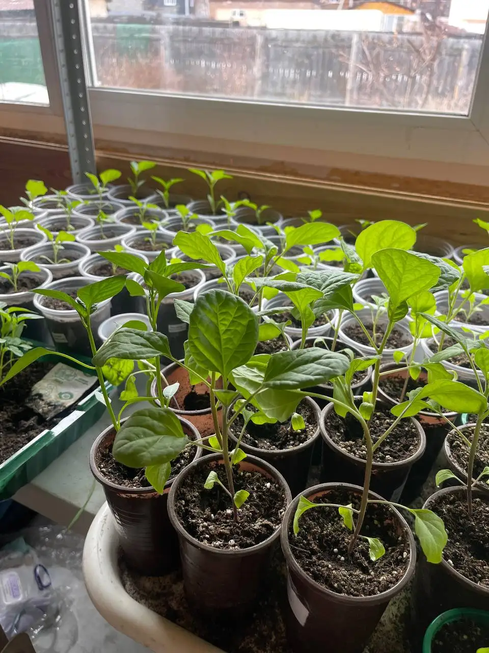 Продажа рассады овощей - Рассада (Для дома и дачи) в Баклаши