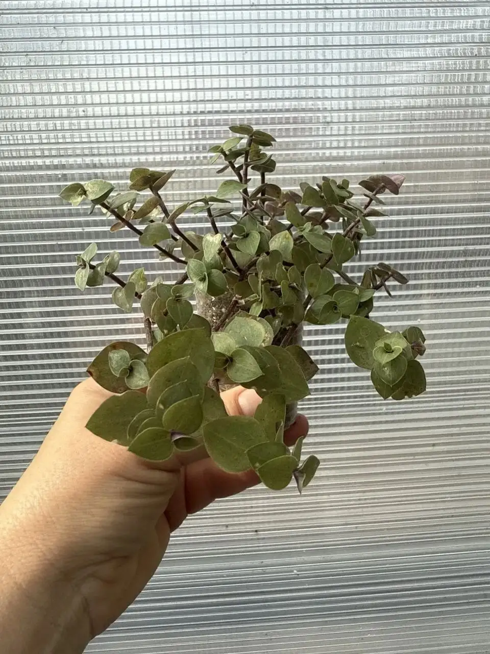 Растения на доращивание и вегетативные черенки - Растения (Хобби и отдых) в Шелехов