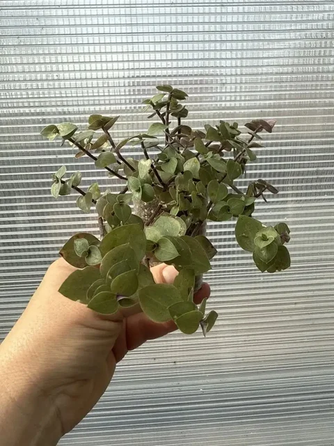 Растения на доращивание и вегетативные черенки - Сад и огород в Шелехов