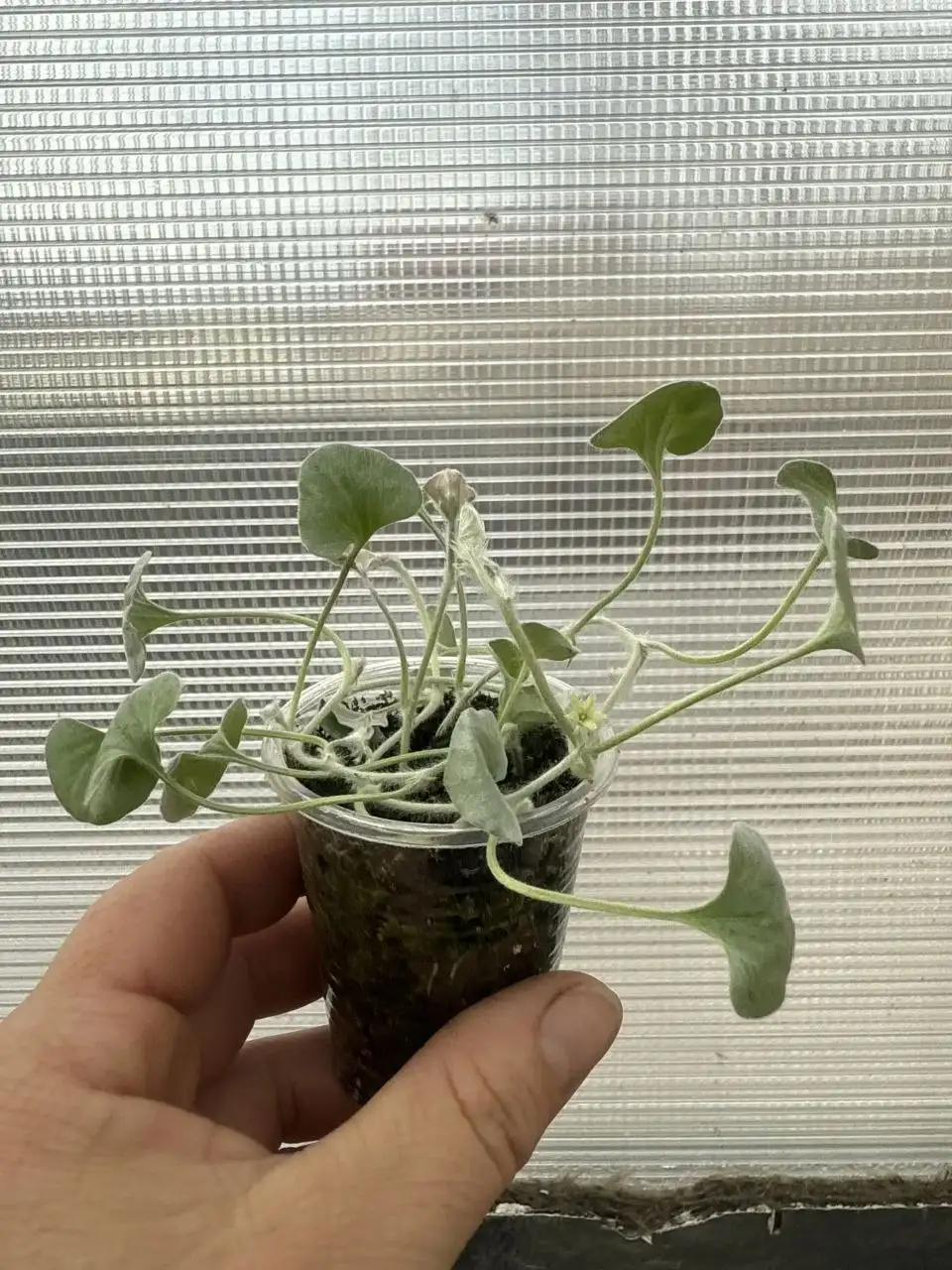 Растения на доращивание и вегетативные черенки - Растения (Хобби и отдых) в Шелехов