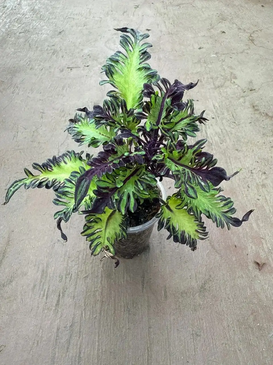 Растения на доращивание и вегетативные черенки - Растения (Хобби и отдых) в Шелехов