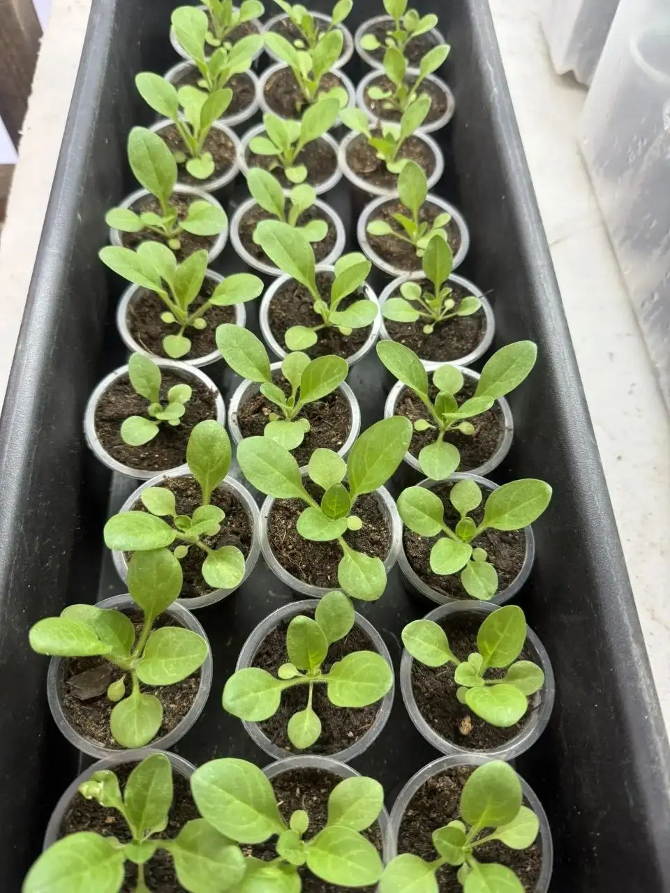 Растения на доращивание и вегетативные черенки - Растения (Хобби и отдых) в Шелехов