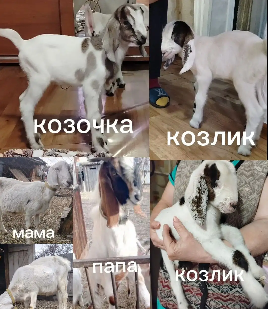 Продажа англо-нубийских козлят - Сельскохозяйственные животные (Животные) в Шелехов