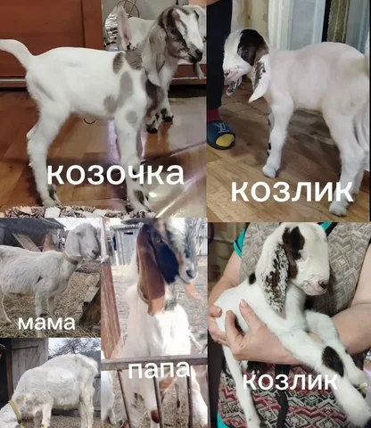 Продажа англо-нубийских козлят - частное объявление в Шелехов