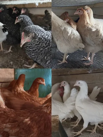 Продажа кур молодок яичных кроссов - частное объявление в Введенщина
