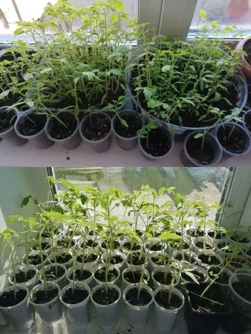 Продам рассаду помидор для пикирования - частное объявление в Баклаши