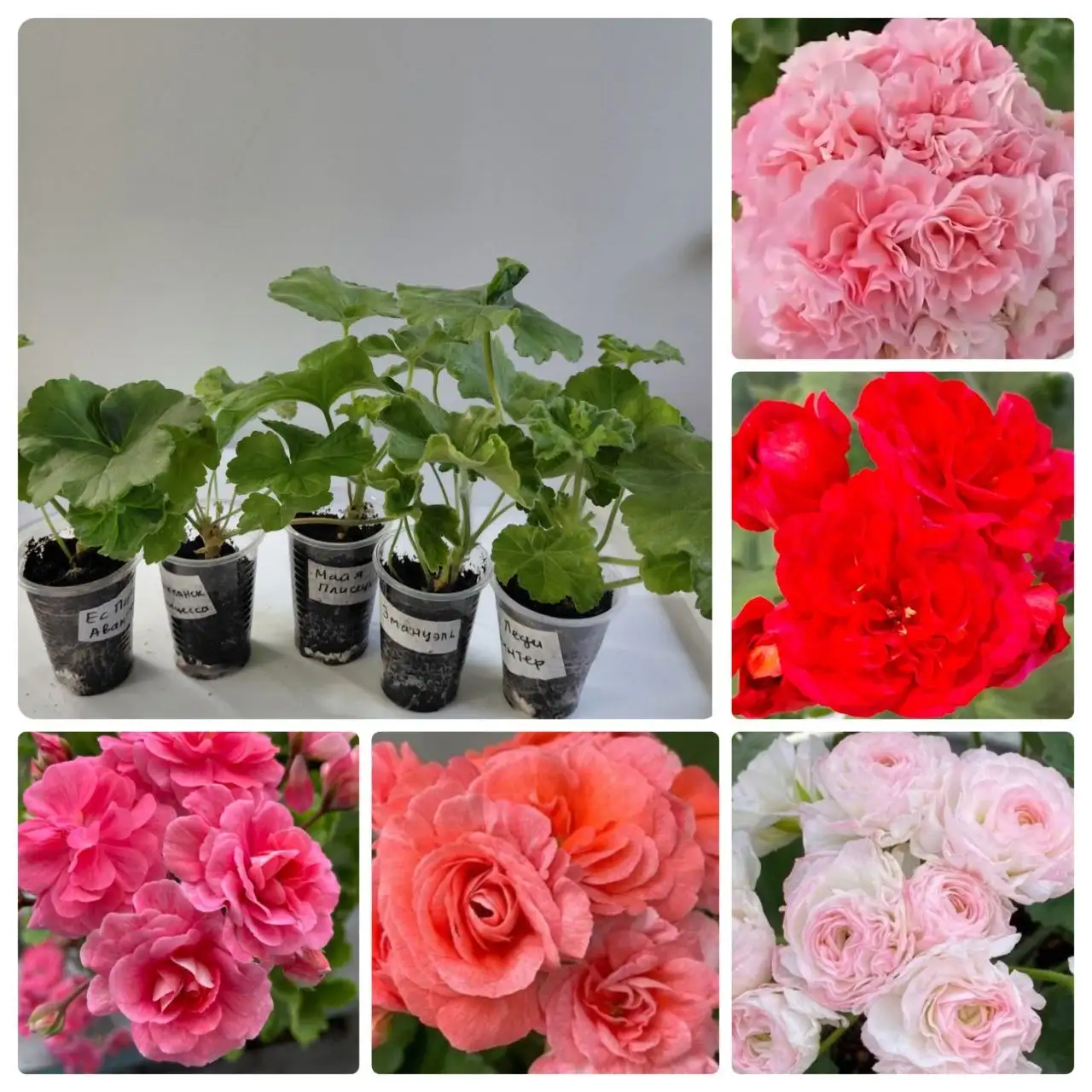 Набор пеларгоний - Растения (Хобби и отдых) в Шелехов