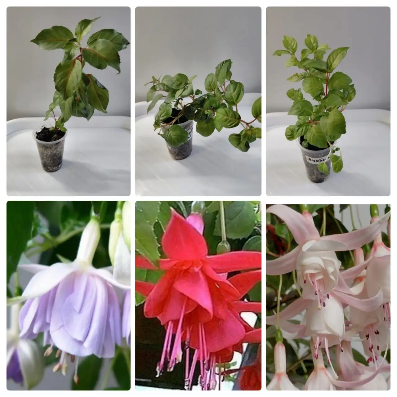 Укоренённые черенки фуксии - Растения (Хобби и отдых) в Шелехов